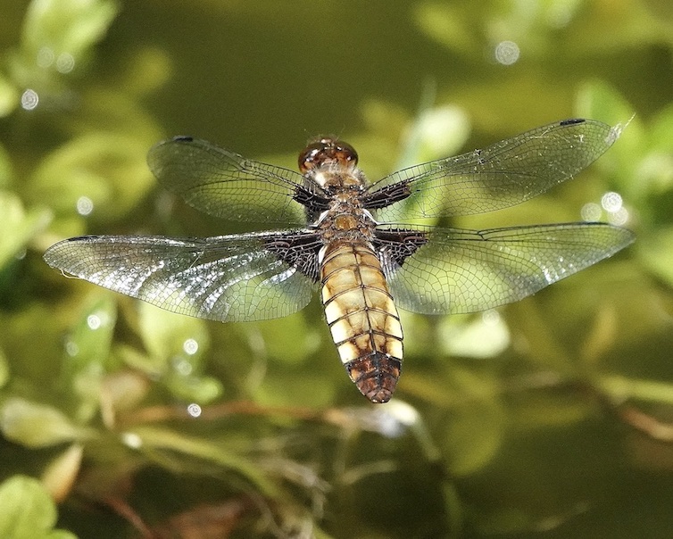 broad-bodied chaser